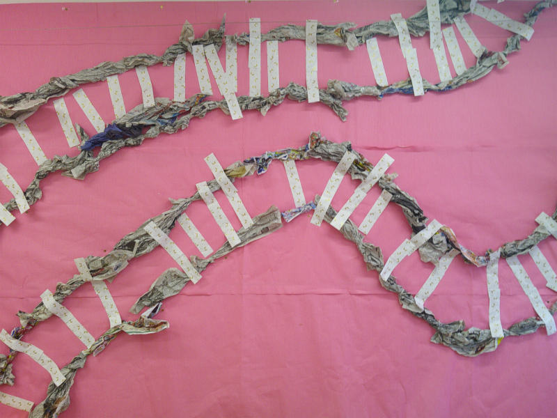 年少 ちゅうりっぷ